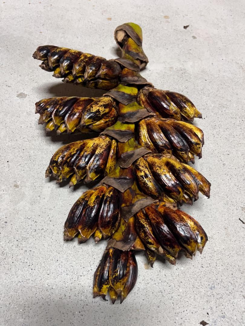 タビビトノキ 種子 丸ごと 3 旅人の木 青い種 開いてからのお楽しみ