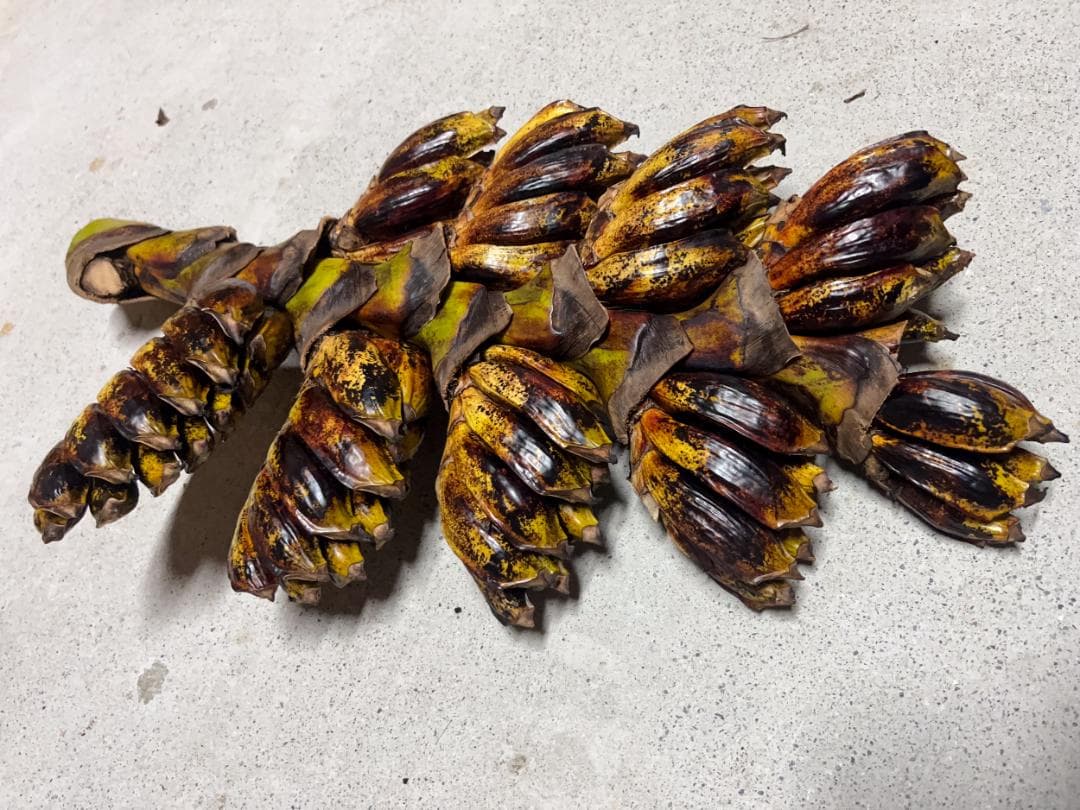 タビビトノキ 種子 丸ごと 3 旅人の木 青い種 開いてからのお楽しみ