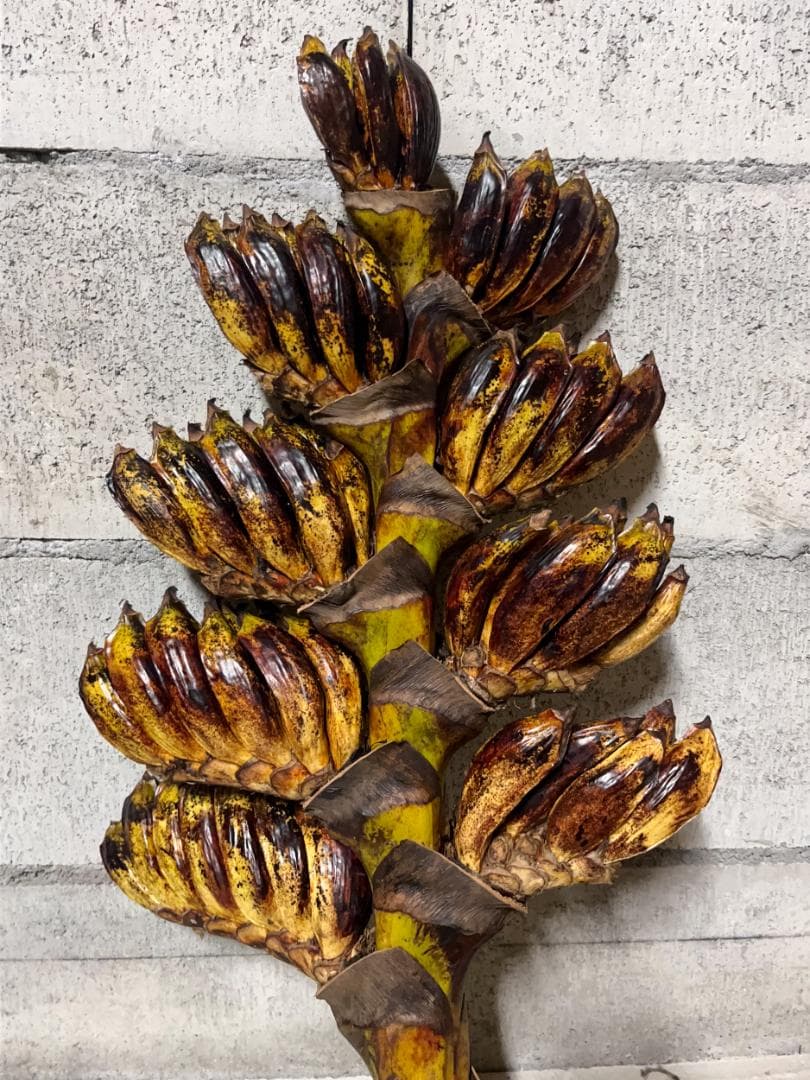 タビビトノキ 種子 丸ごと 3 旅人の木 青い種 開いてからのお楽しみ