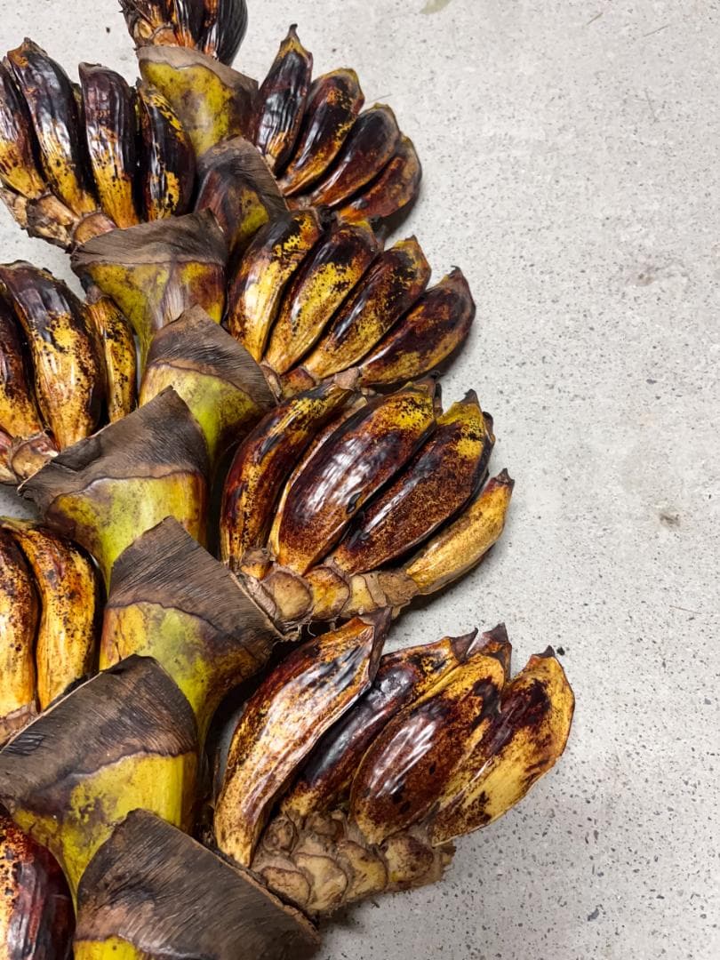 タビビトノキ 種子 丸ごと 3 旅人の木 青い種 開いてからのお楽しみ