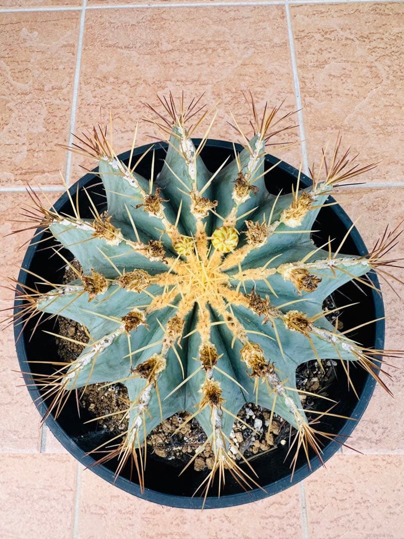 サボテン　王冠竜　ドライガーデン　ガーデニング