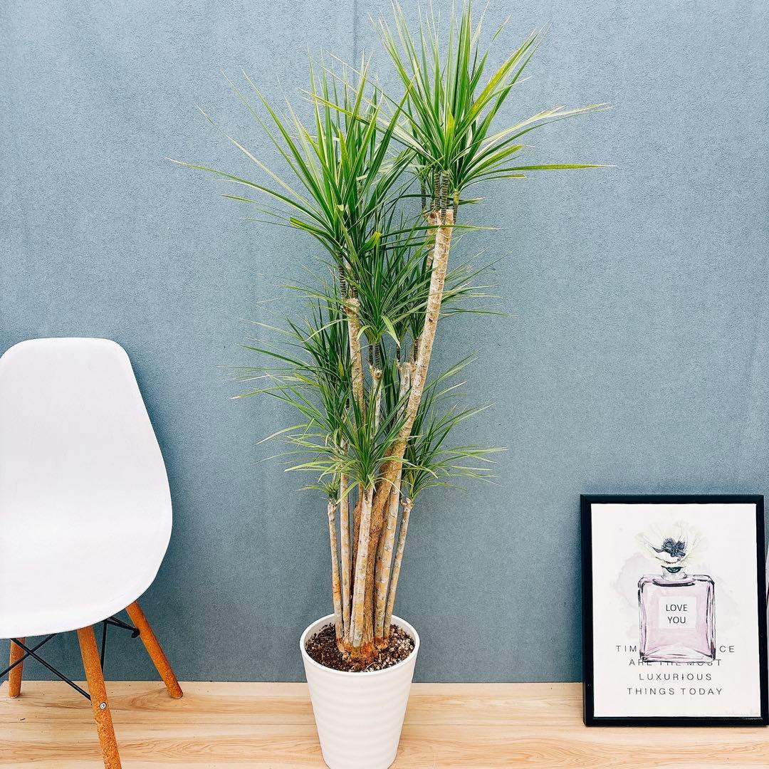 ［現品］34番　ドラセナ　コンシンネ　ホワイボリー　観葉植物　室内　8号