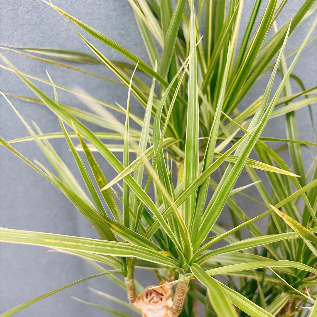 ［現品］34番　ドラセナ　コンシンネ　ホワイボリー　観葉植物　室内　8号