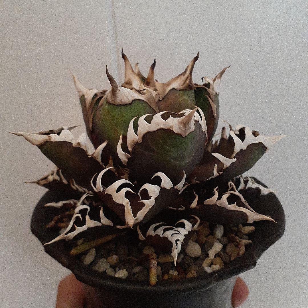 アガベ チタノタ 赤猫 ゴリ猫 良型