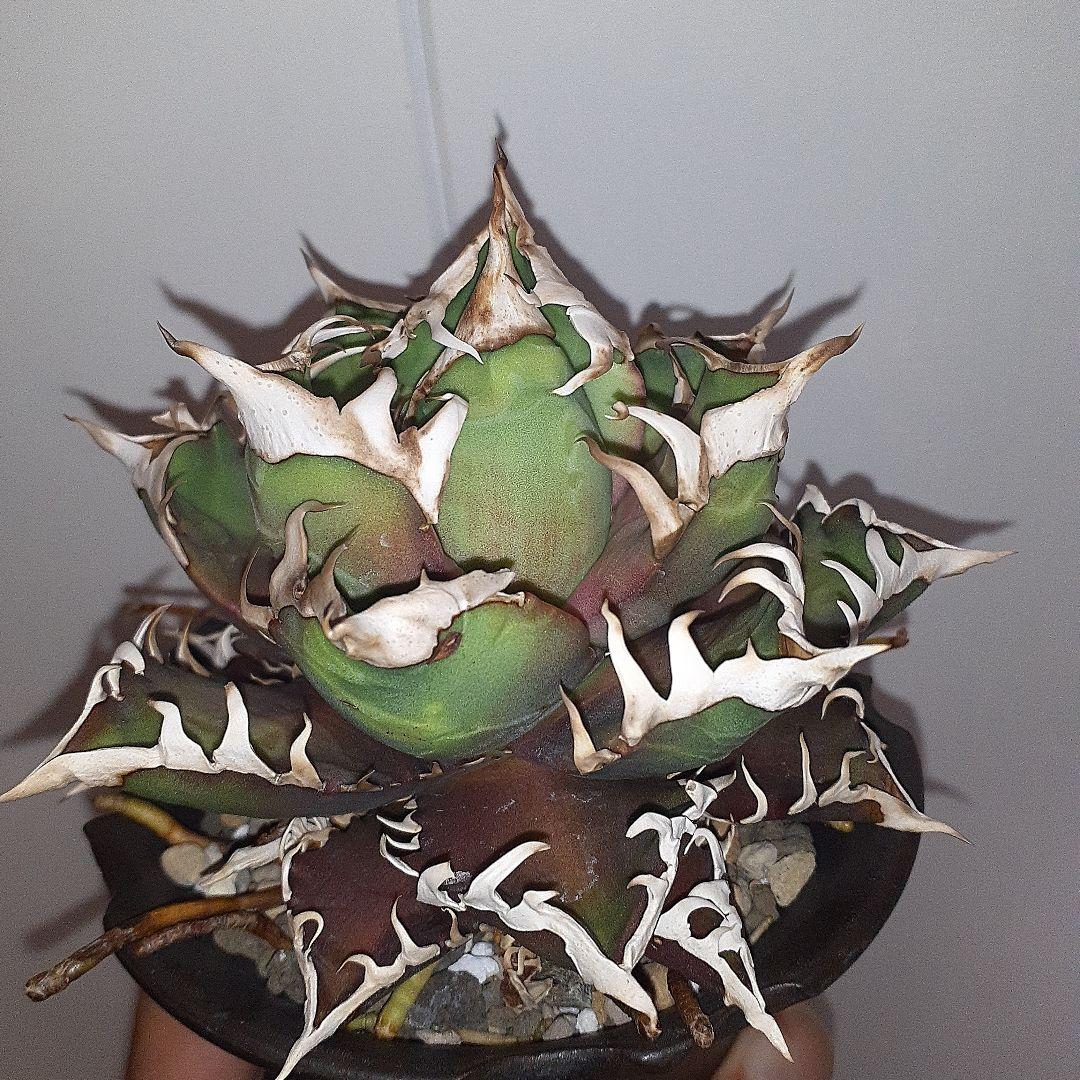 アガベ チタノタ 赤猫 ゴリ猫 良型