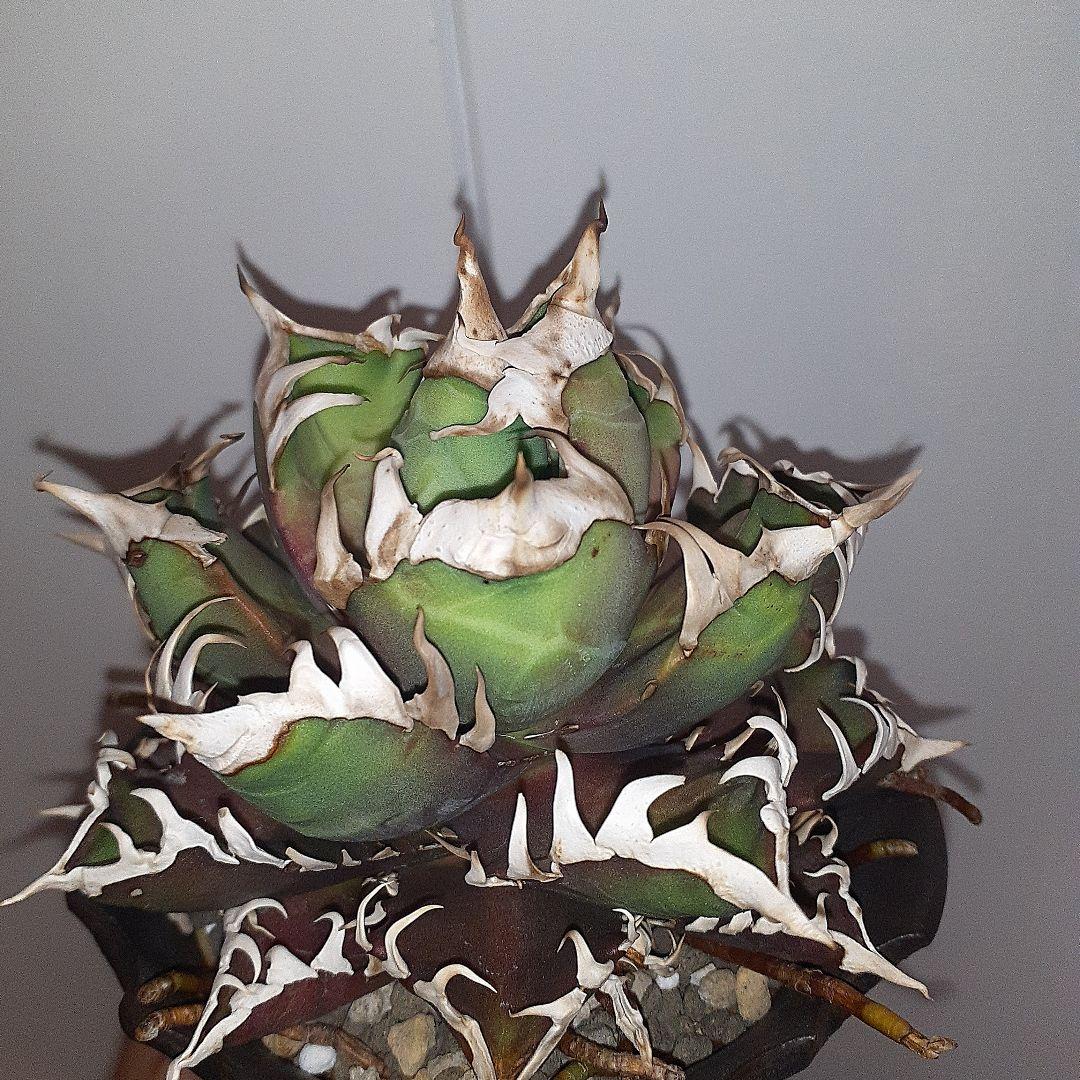 アガベ チタノタ 赤猫 ゴリ猫 良型