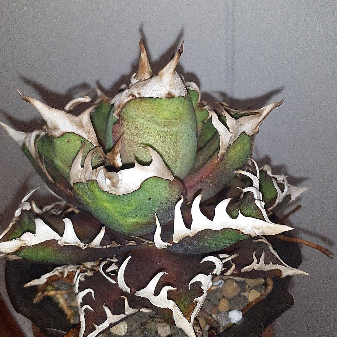 アガベ チタノタ 赤猫 ゴリ猫 良型