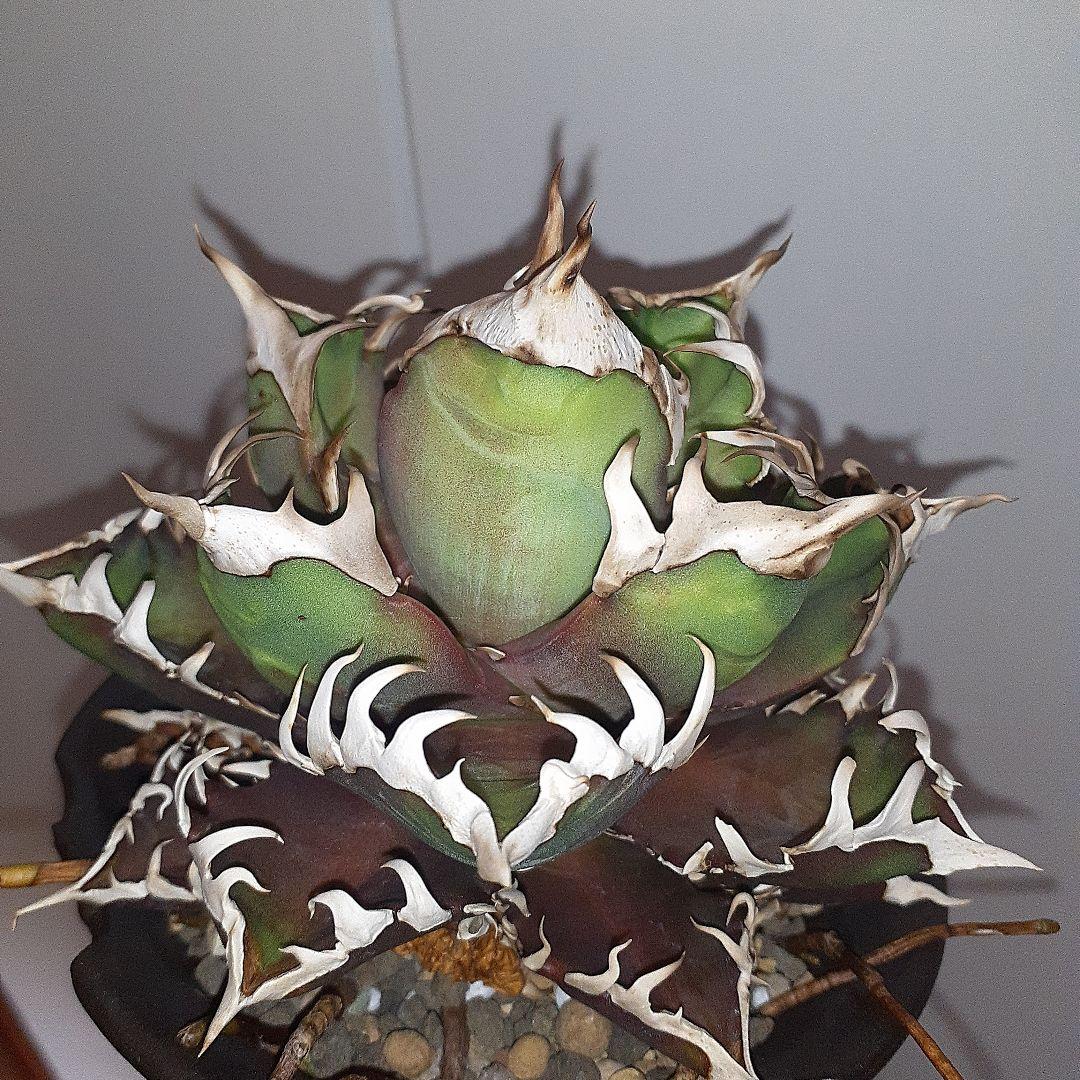 アガベ チタノタ 赤猫 ゴリ猫 良型