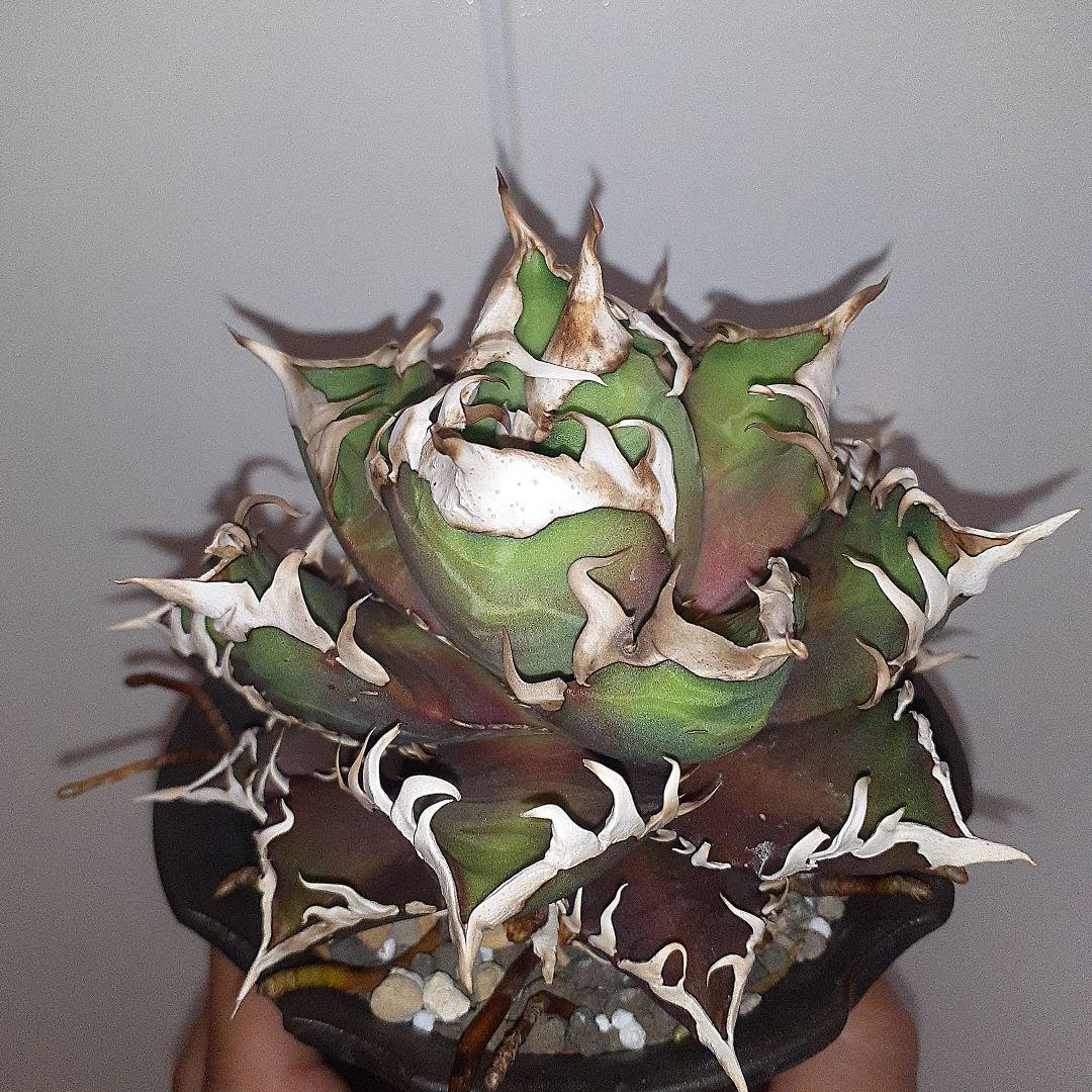 アガベ チタノタ 赤猫 ゴリ猫 良型