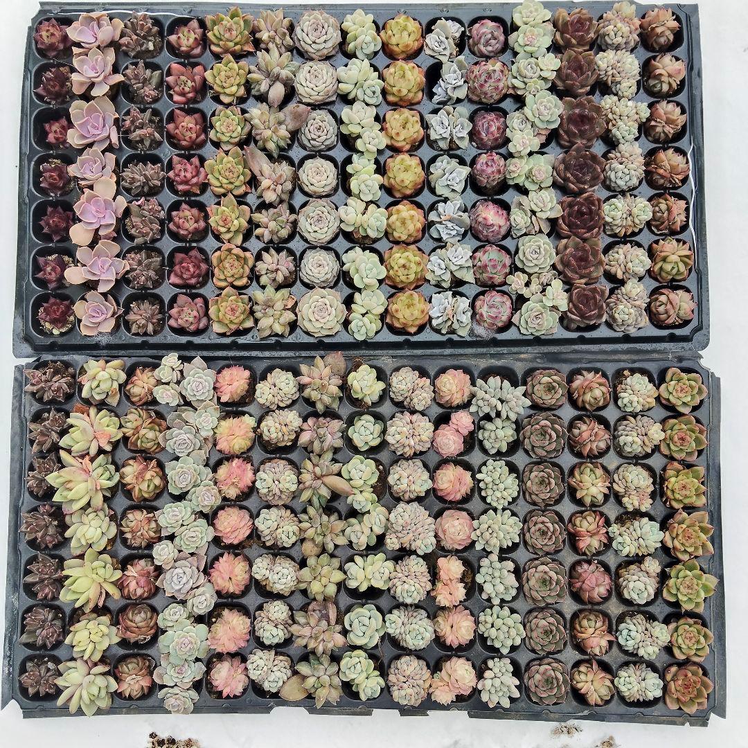 プラグ苗210個セット✨多肉植物　エケベリア　詰め合わせ　寄せ植えに!!