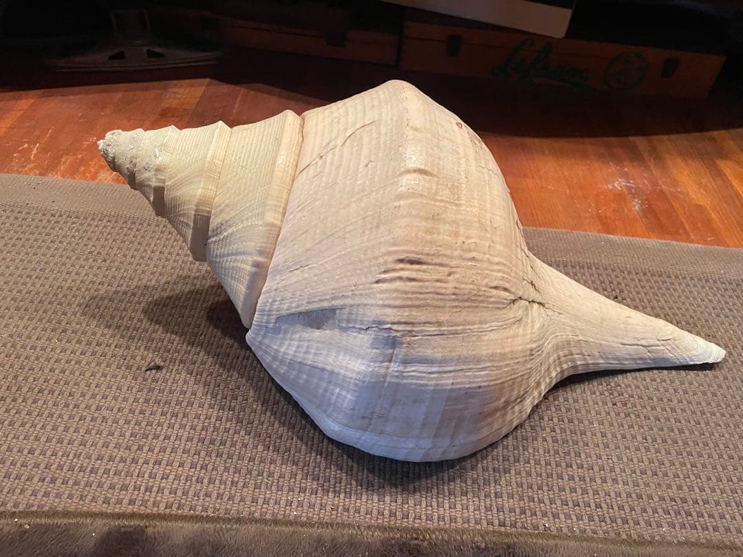 激レア　アラフラオオニシ 希少価値