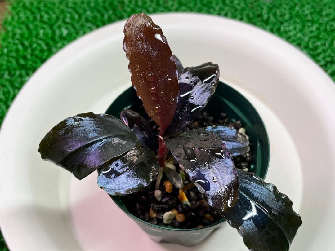 専用Bucephalandra sp.”Theia blue” 2019/01