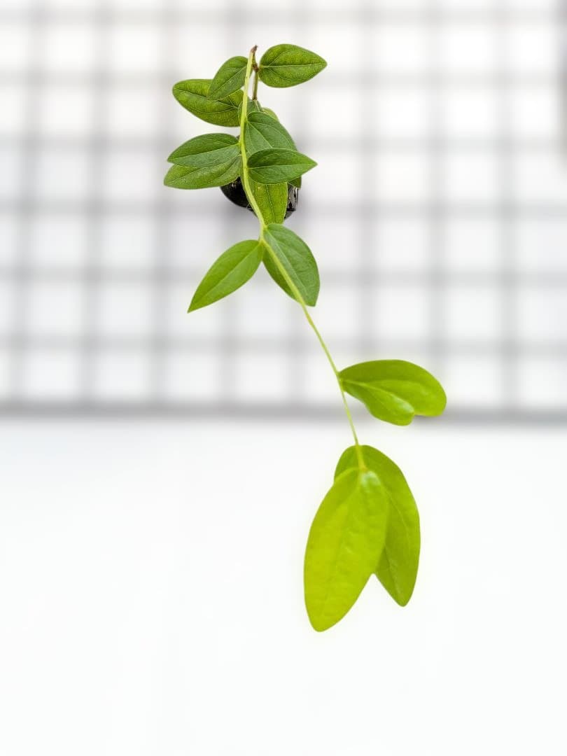 Macleania insignis マクレアニア 着生ツツジ