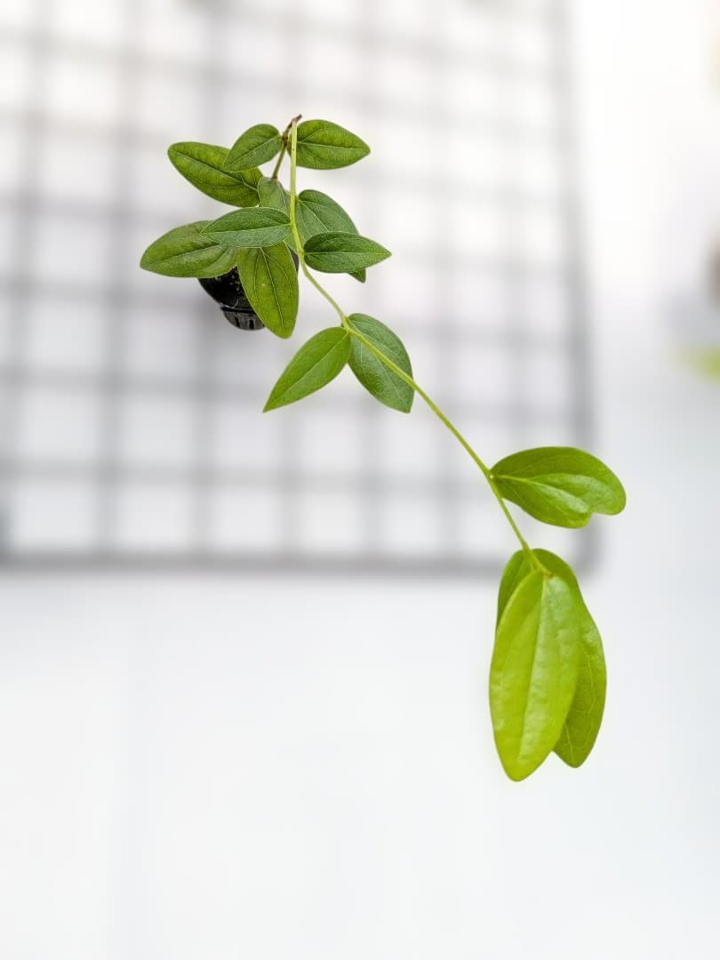 Macleania insignis マクレアニア 着生ツツジ