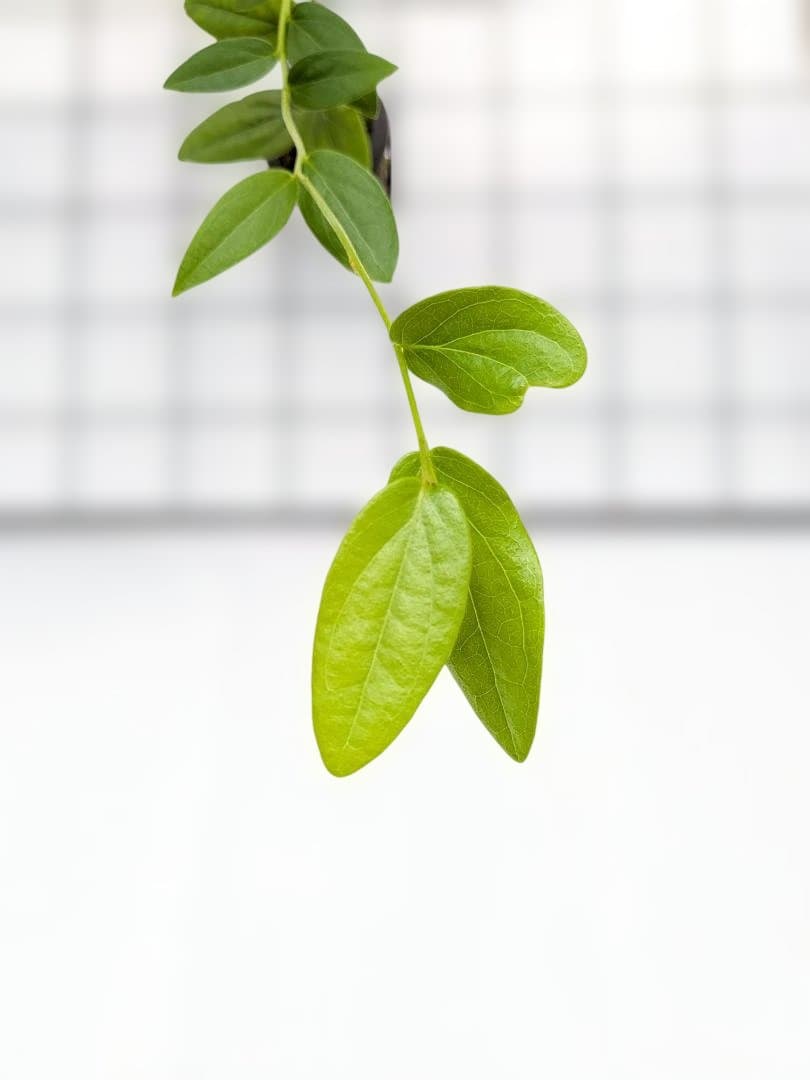Macleania insignis マクレアニア 着生ツツジ