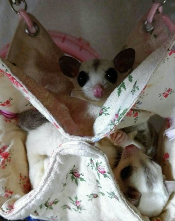 モモンガハウス(猫の郵便・青) 春(夏)秋仕様 Bタイプ  1700円