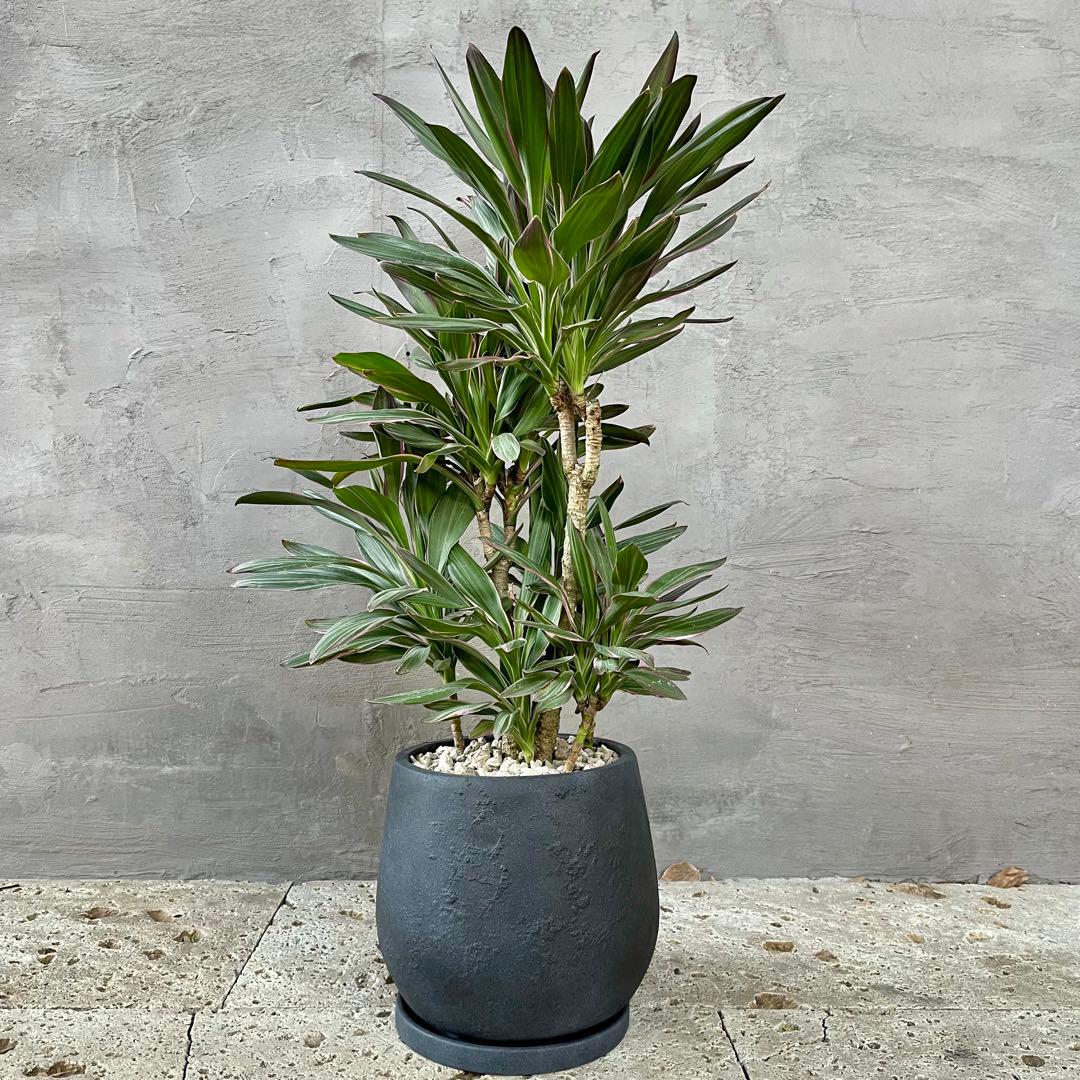 希少品種　コルジリネ　サンゴ　アンティーク調陶器鉢　植え込み発送