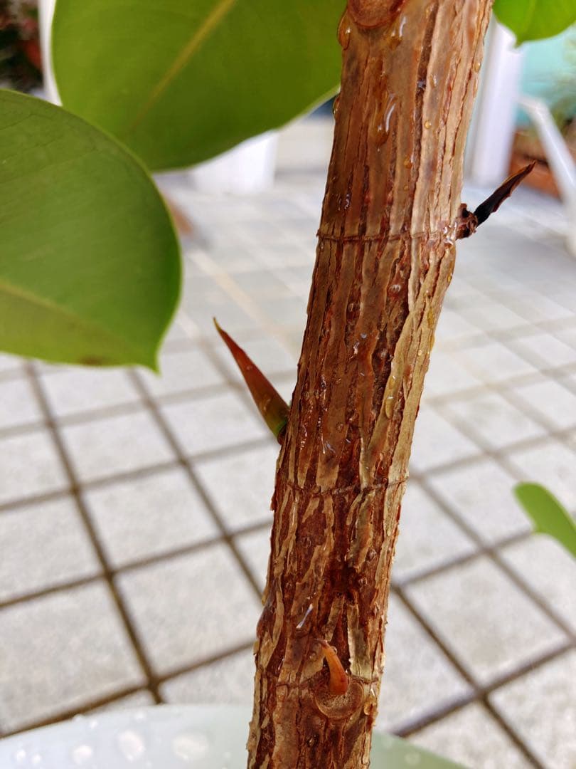 フィカス　ソフィア　曲がり仕立て　幹太　送料無料