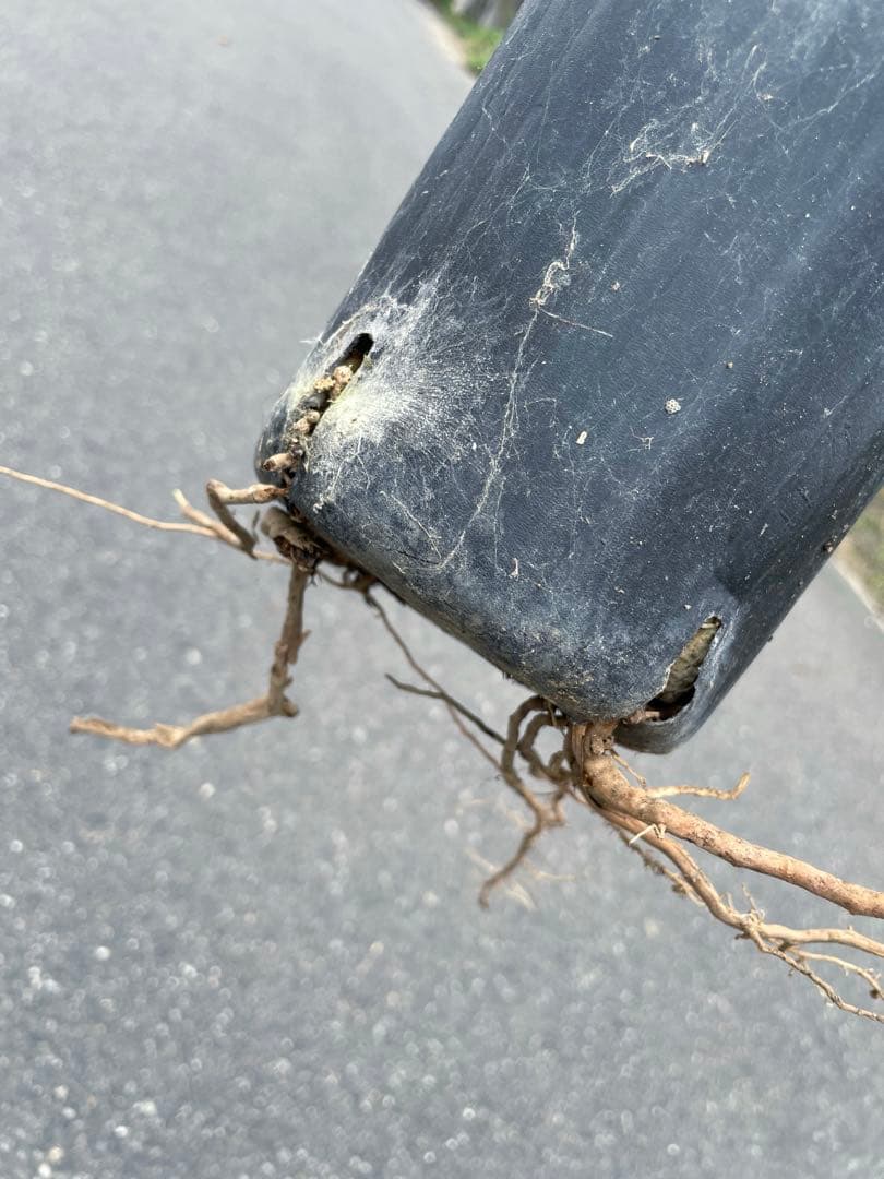 ブラヘア アルマータ 鉢底から1M良型 色白