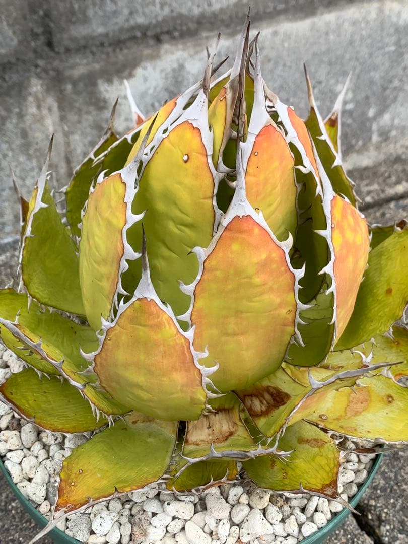 アガベ ホリダ　USA studs 大株　ロックガーデン　オテロイ　オアハカ