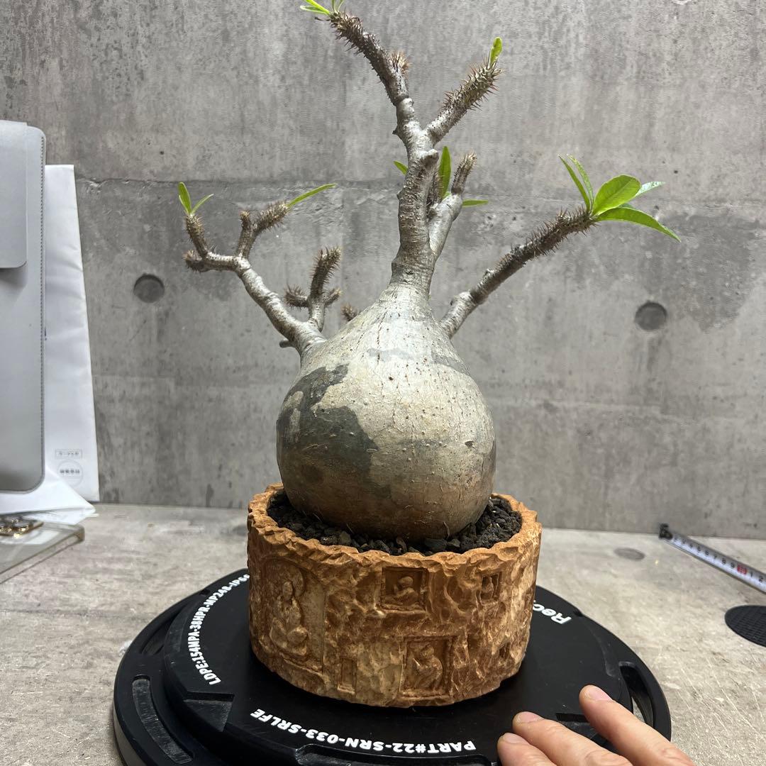 パキポディウム グラキリス 塊根植物 大株 現地球 発根済み