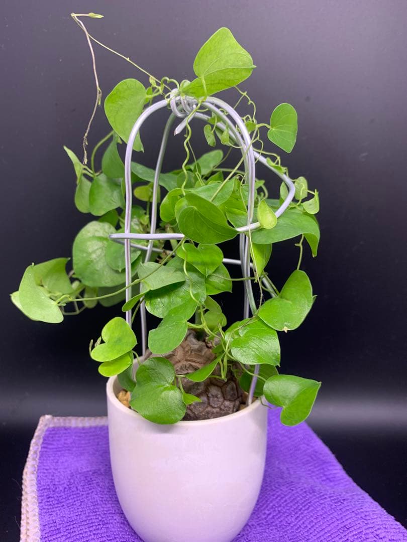 亀甲竜、仕立て株！③