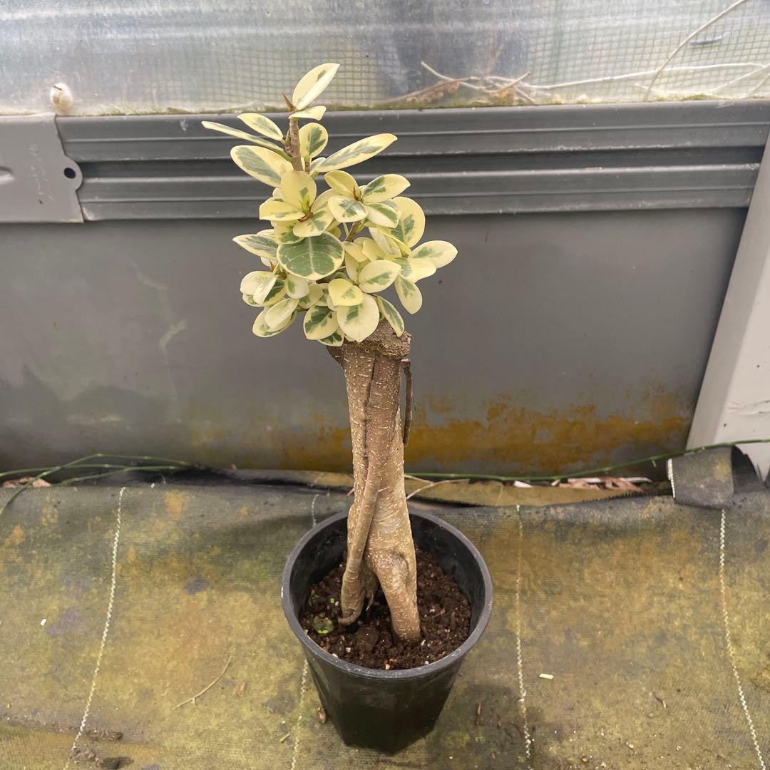 パンダガジュマル　斑入り　3.5号　リピート価格