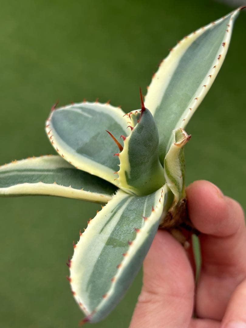 最高級株！発根済み！オリザバ④極上株！アガベ　根付き