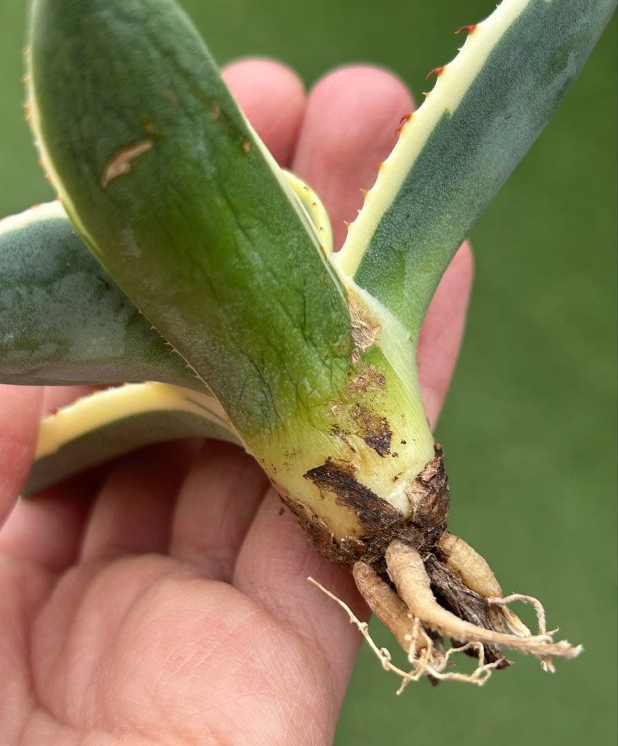 最高級株！発根済み！オリザバ④極上株！アガベ　根付き