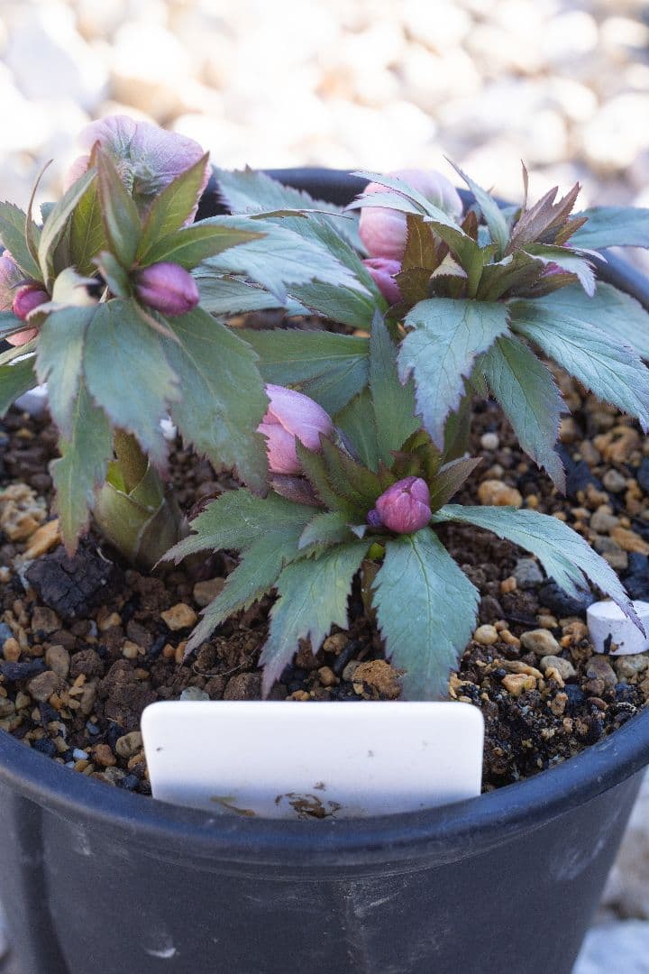 み*み様 クリスマスローズ チベタヌス交配6号開花株