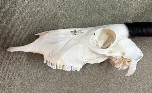 美！ 高品質！ オリックス　 スカルホーン（XLサイズ）