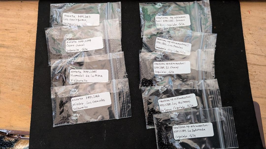 エリオシケ　いろいろ種子セット　４６種類　各５粒ずつ