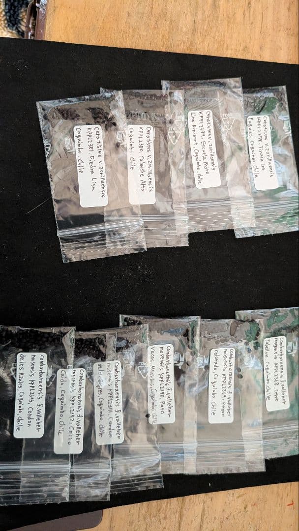 エリオシケ　いろいろ種子セット　４６種類　各５粒ずつ