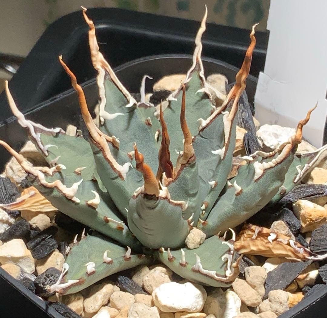 【コメント限定値引き中】エボリスピナ 陽炎 コレクション株⑤ (極)