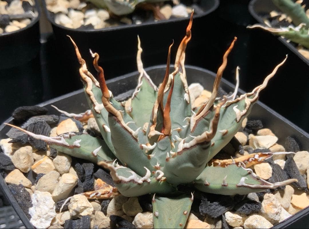 【コメント限定値引き中】エボリスピナ 陽炎 コレクション株⑤ (極)