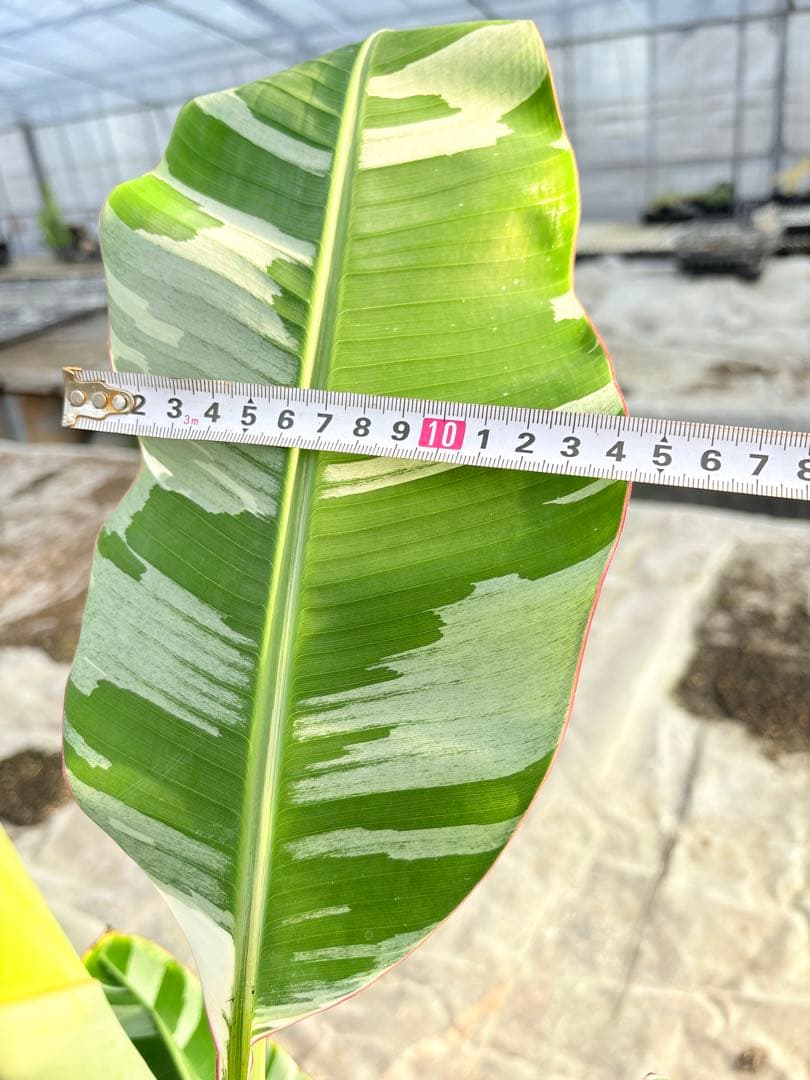 バナナ斑入り　アエアエ