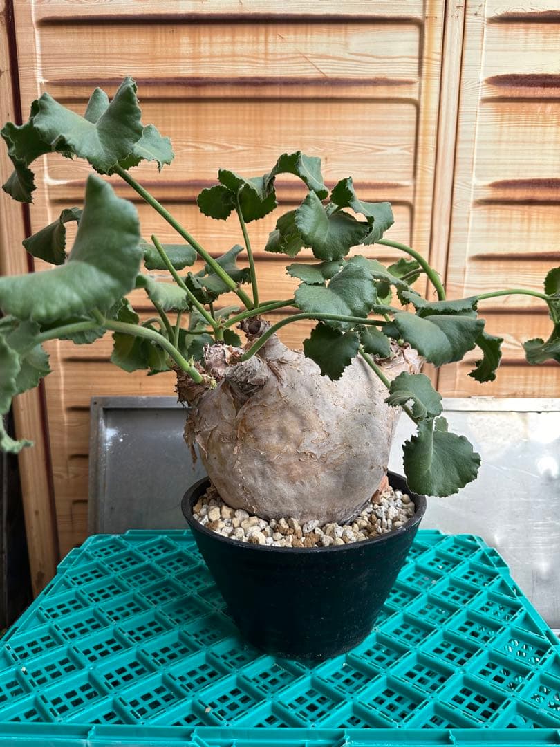 キフォステンマウターマクロプス　塊根植物 約25cm 大株　発根済み