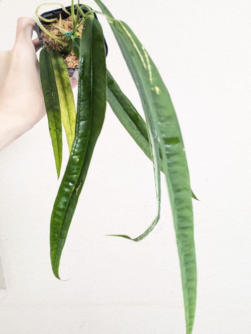 Anthurium lutheri　アンスリウム　原種　ルテリー