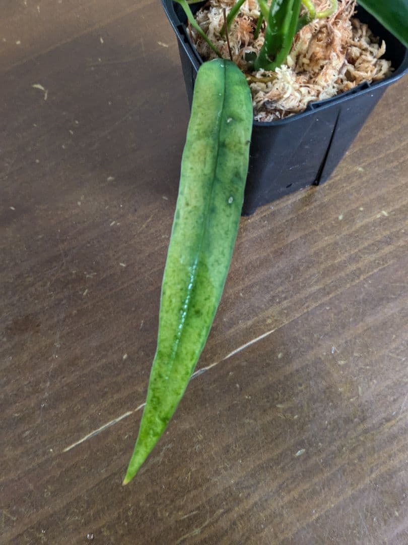 Anthurium lutheri　アンスリウム　原種　ルテリー