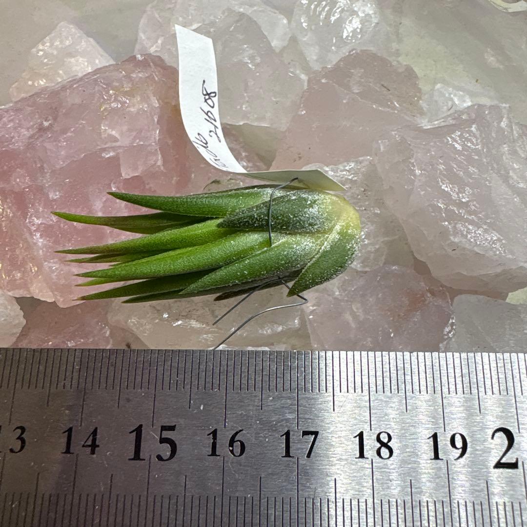 ブロメリア・エアープランツ Tillandsia Ionantha Apretado