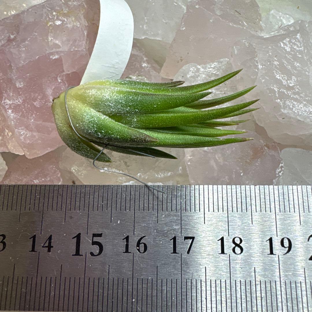 ブロメリア・エアープランツ Tillandsia Ionantha Apretado