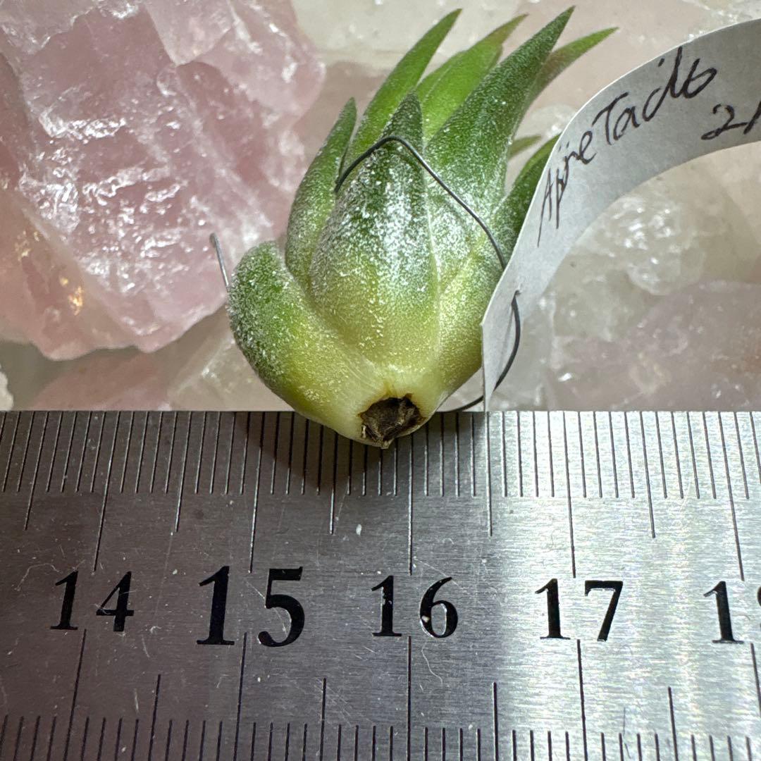 ブロメリア・エアープランツ Tillandsia Ionantha Apretado