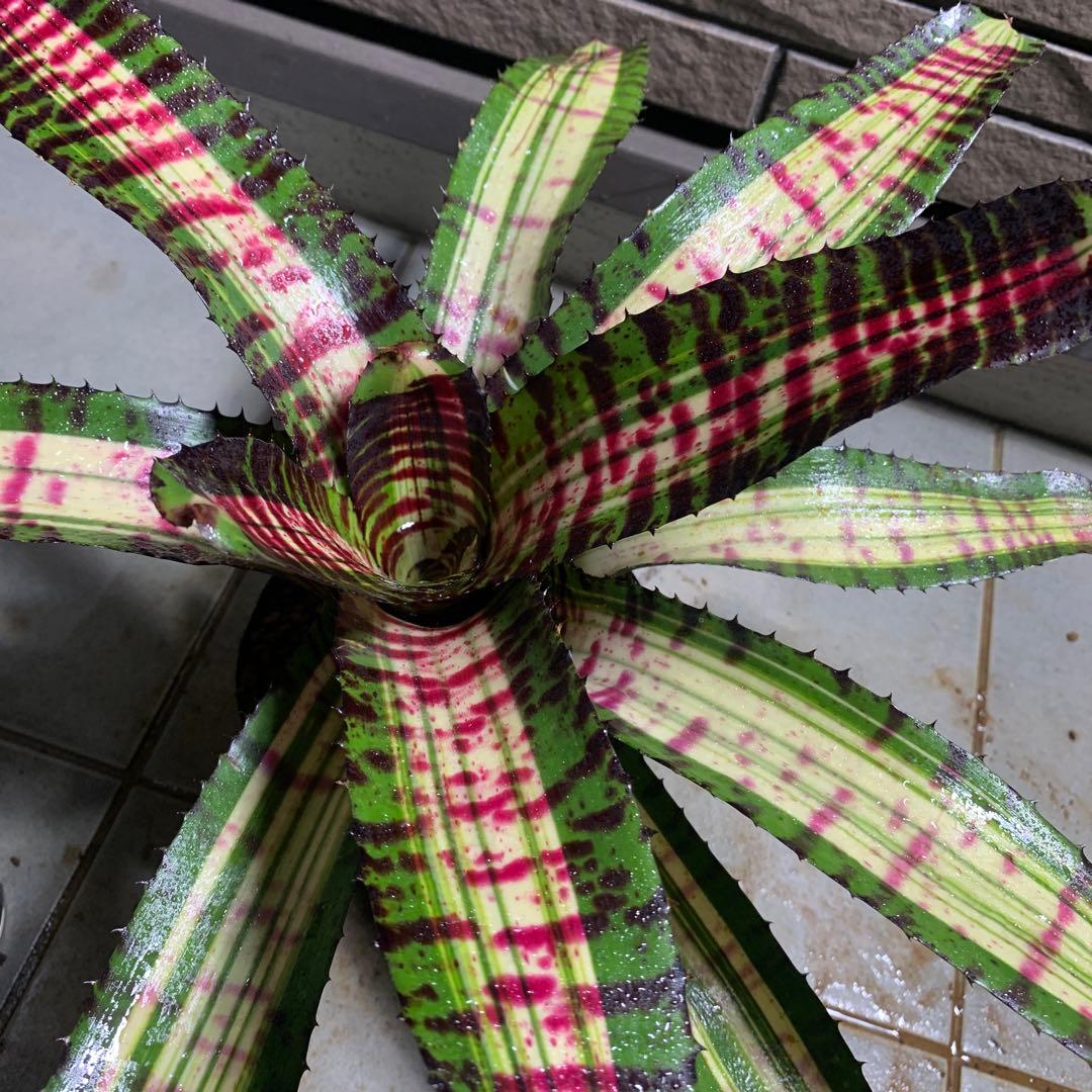 Can　同梱値引き　Neoregelia Quantum Leapなど2苗