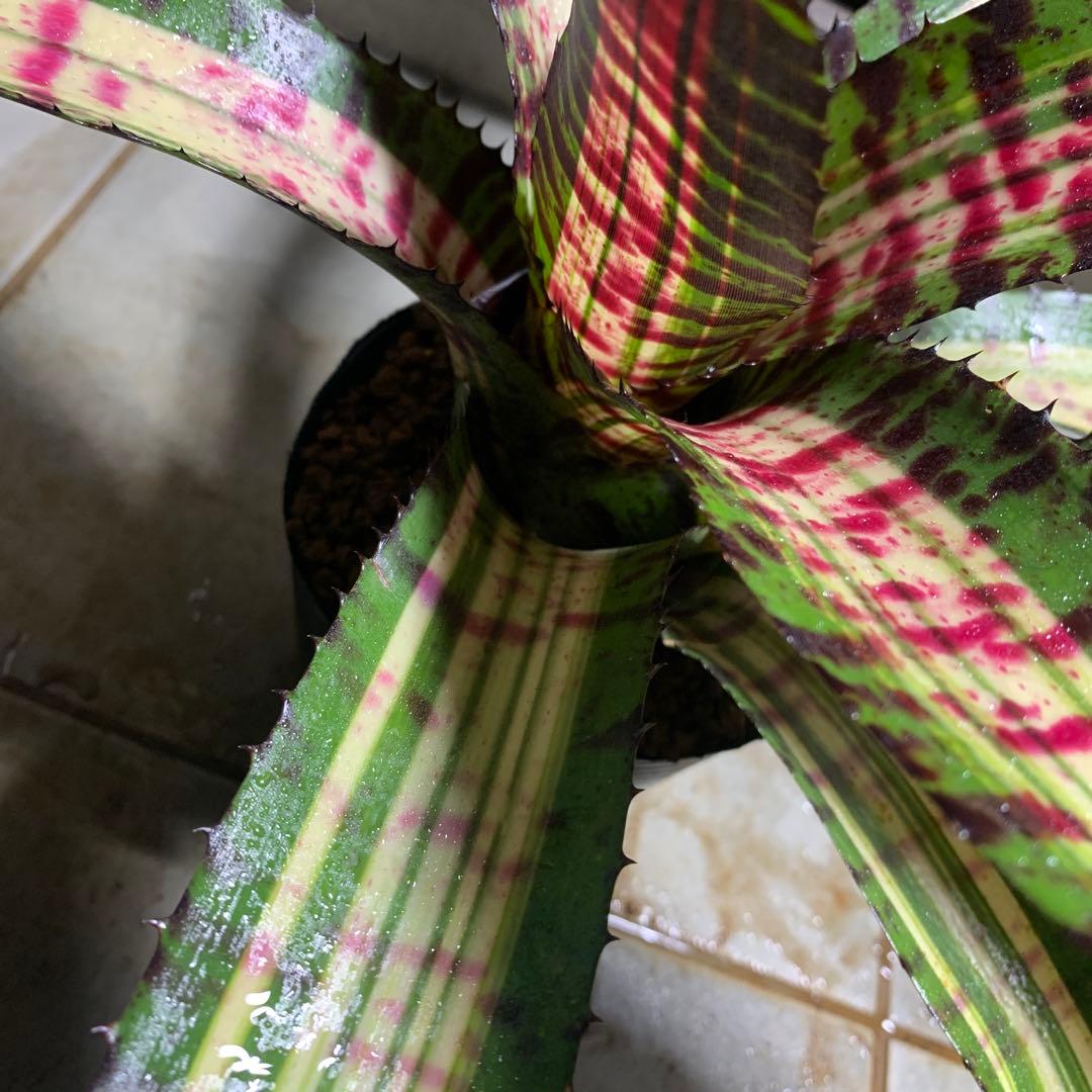 Can　同梱値引き　Neoregelia Quantum Leapなど2苗