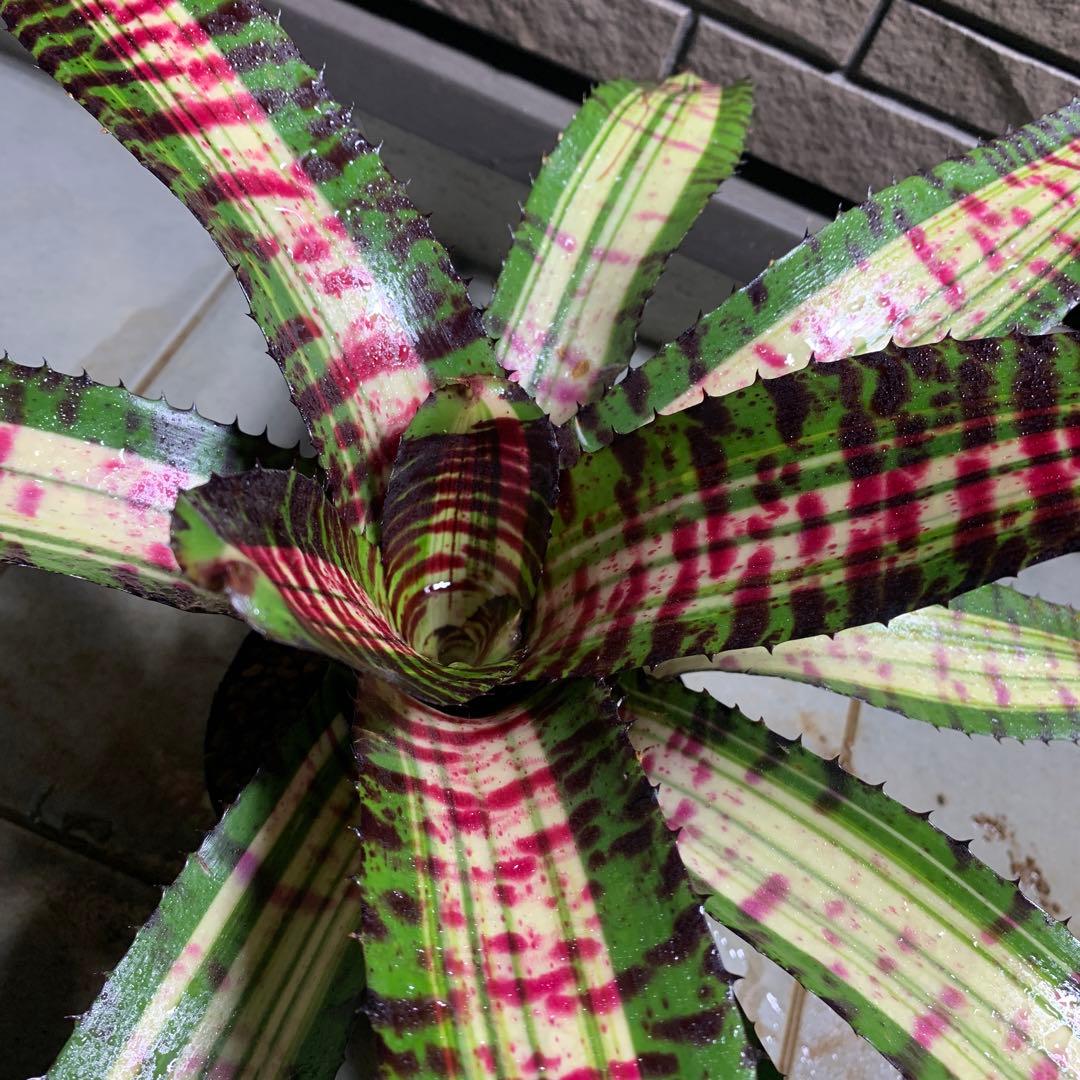 Can　同梱値引き　Neoregelia Quantum Leapなど2苗