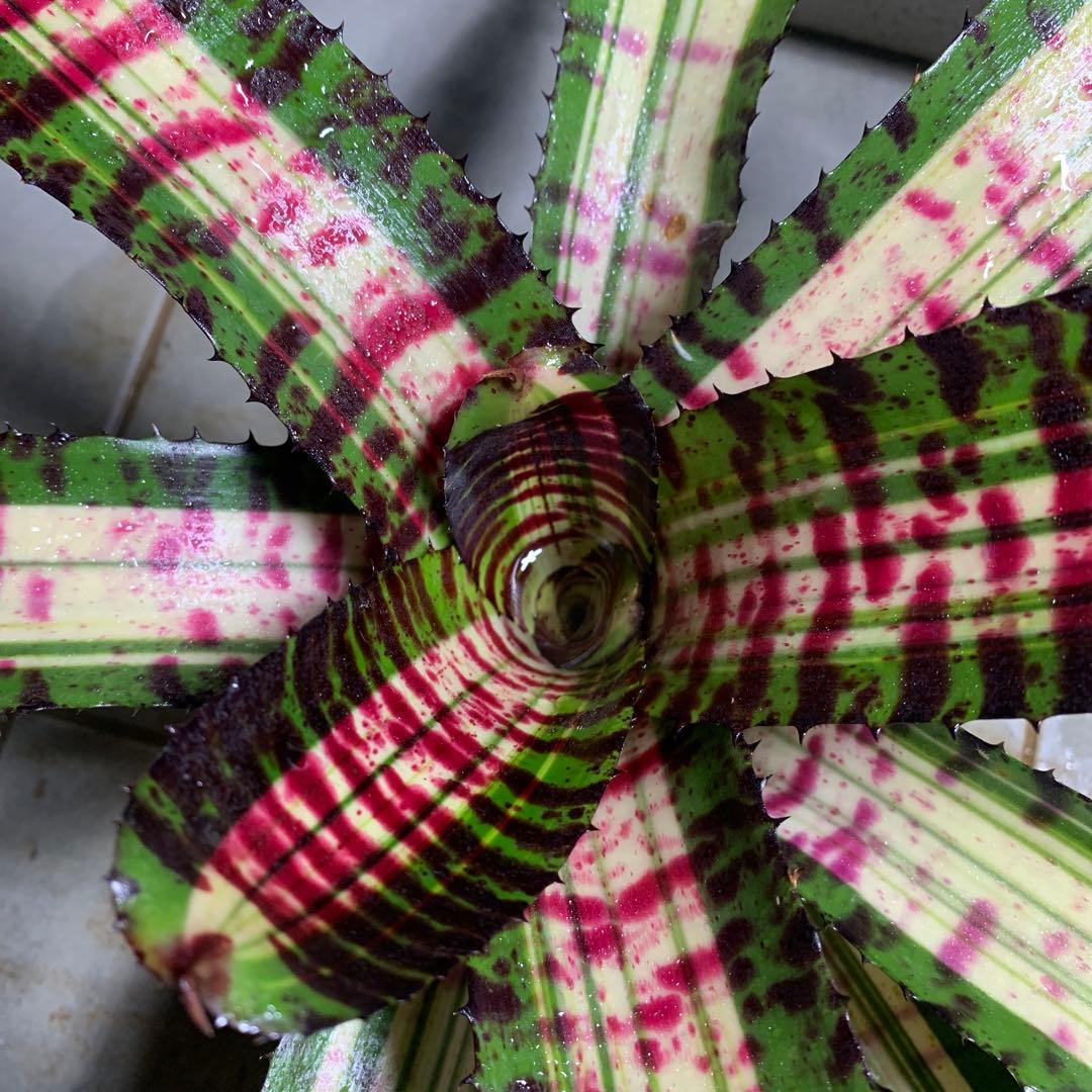 Can　同梱値引き　Neoregelia Quantum Leapなど2苗