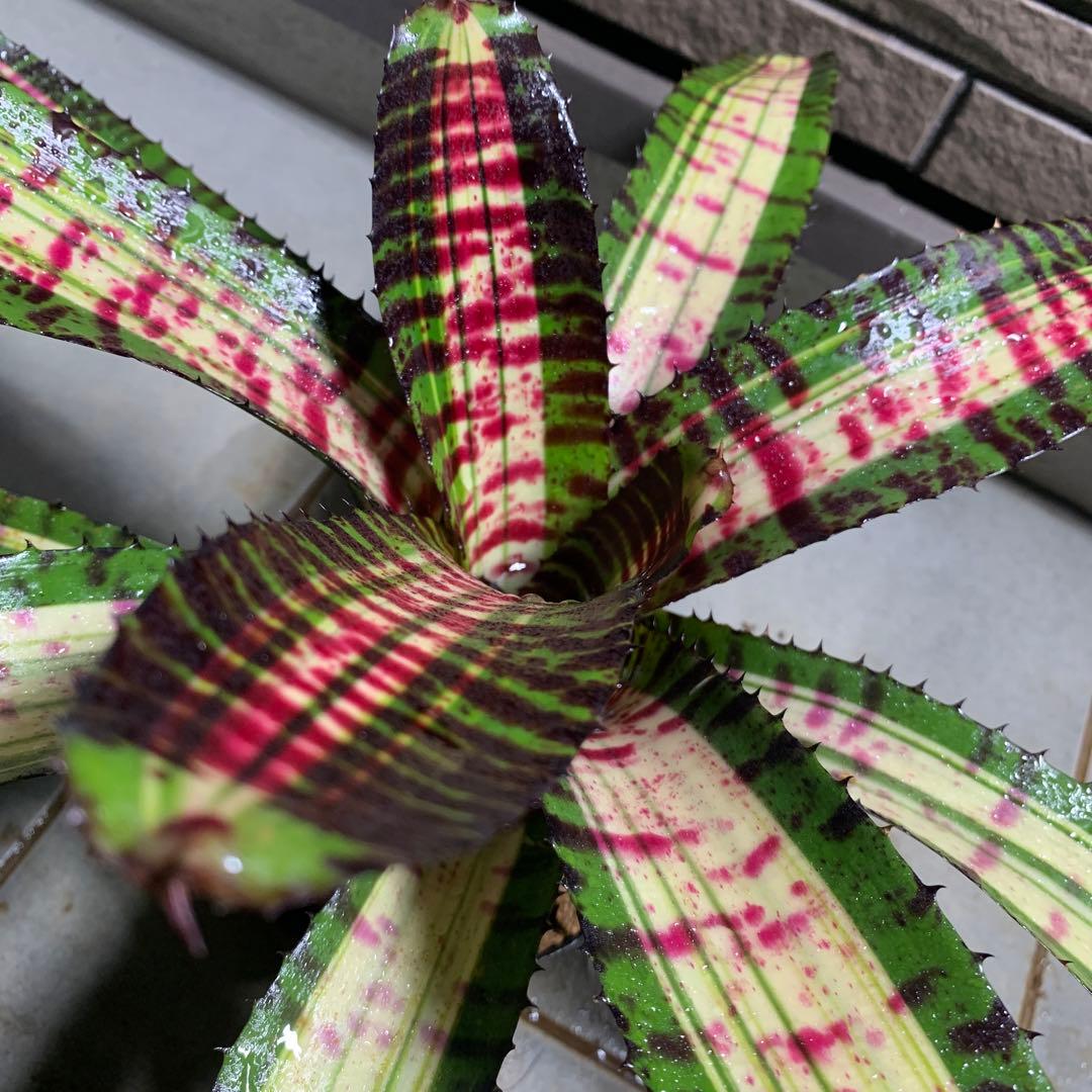 Can　同梱値引き　Neoregelia Quantum Leapなど2苗