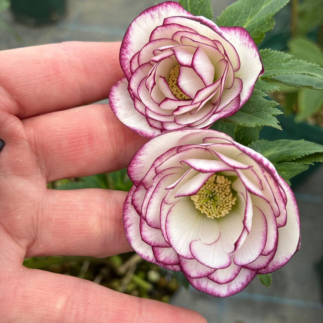 クリスマスローズ　ピコティ　７寸 大株