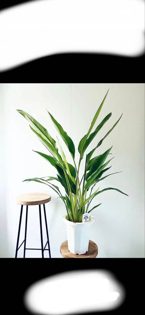 タビビトノキ 大きめ 観葉植物 白鉢