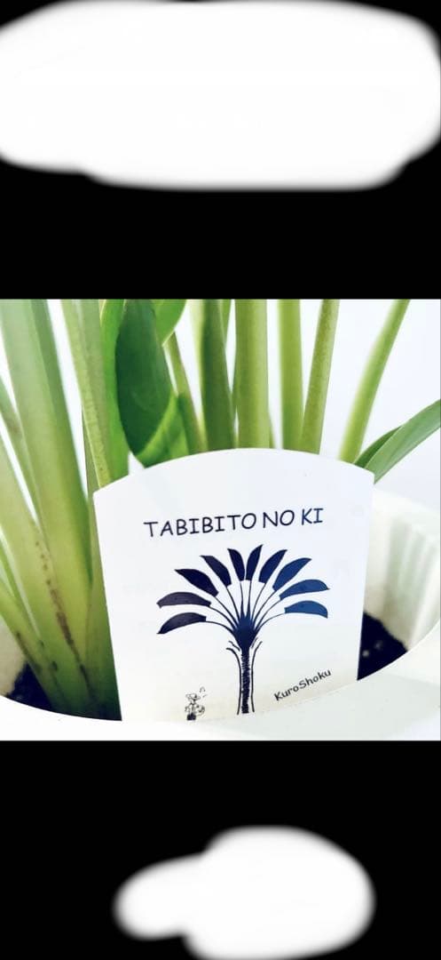 タビビトノキ 大きめ 観葉植物 白鉢